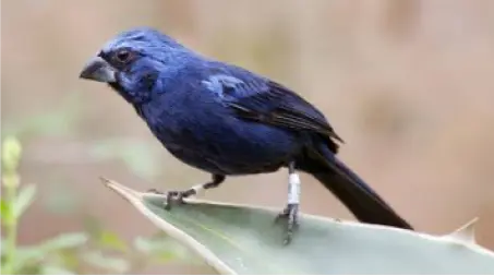 AZULÃO
