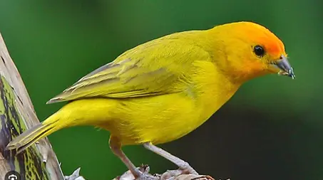CANÁRIO