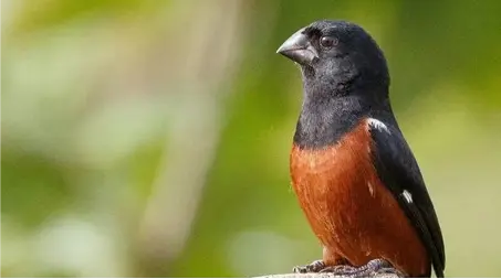 CURIÓ